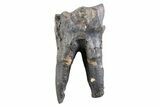 Fossil Woolly Rhino (Coelodonta) Partial Tooth - Siberia #370958-1